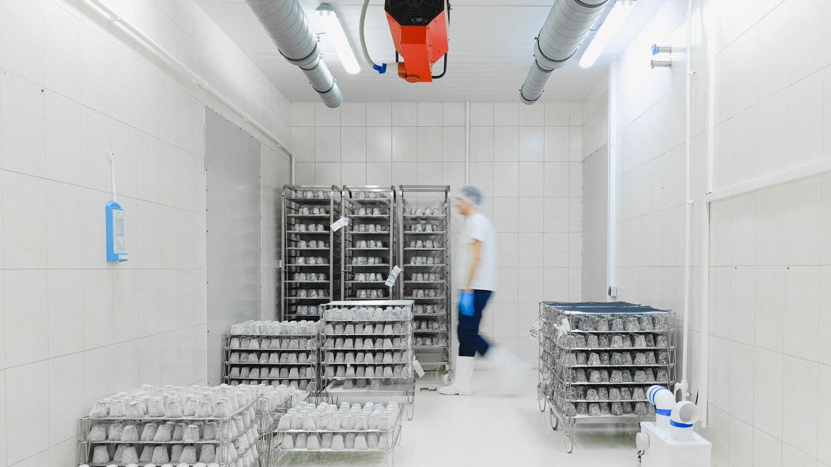 Cold Storage Compared With Ambient Warehousing